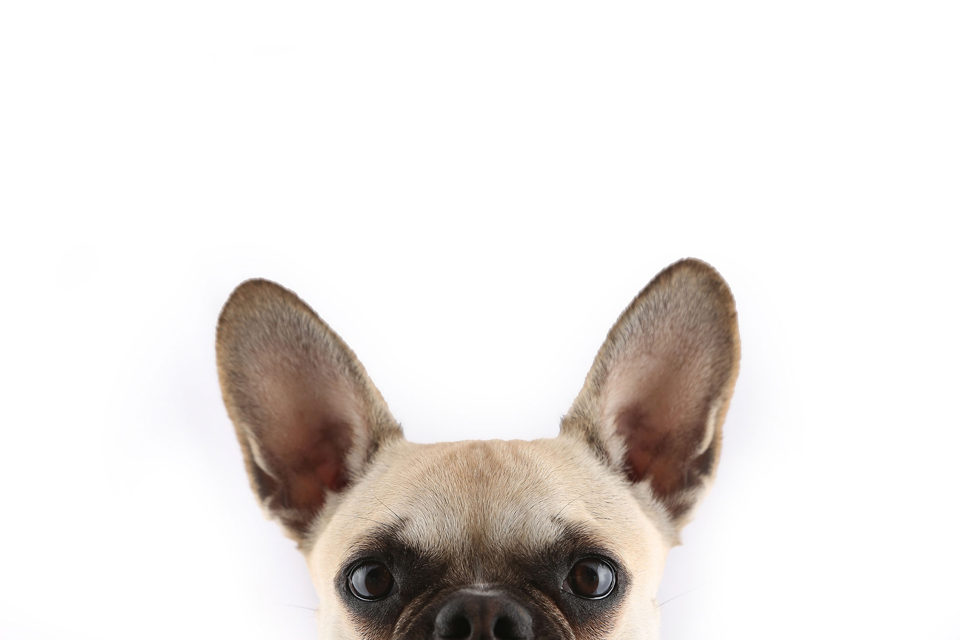 Hundeart_Hundetrainer-Hilden_Impressum Hundetrainer in Hilden, Vennhausen, Eller