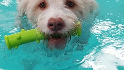Winterschwimmen HundeArt