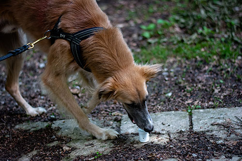 Nasenarbeit HundeArt